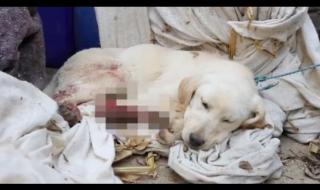 挑断脚筋真实图片